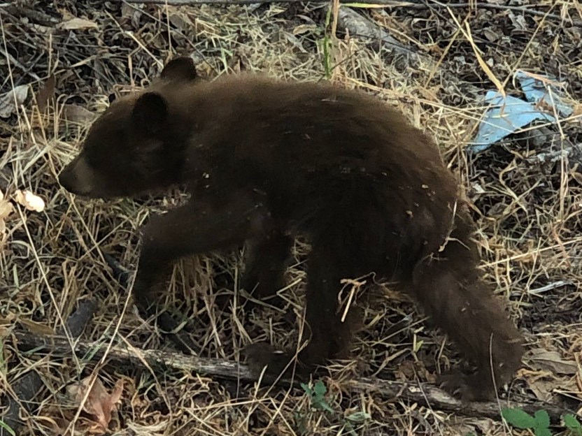 Help Save the Cubs!