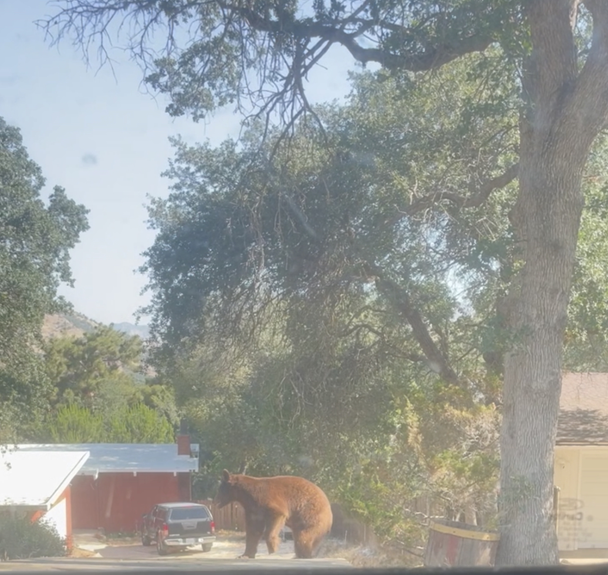 Help Locate an Injured Bear