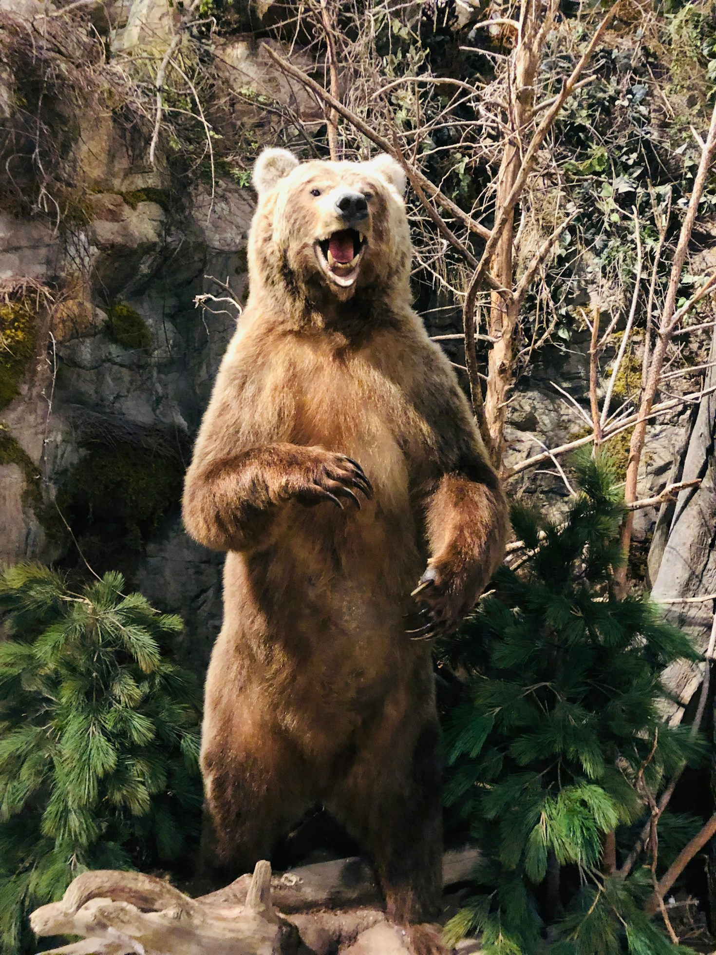 Mineral King’s Grizzly