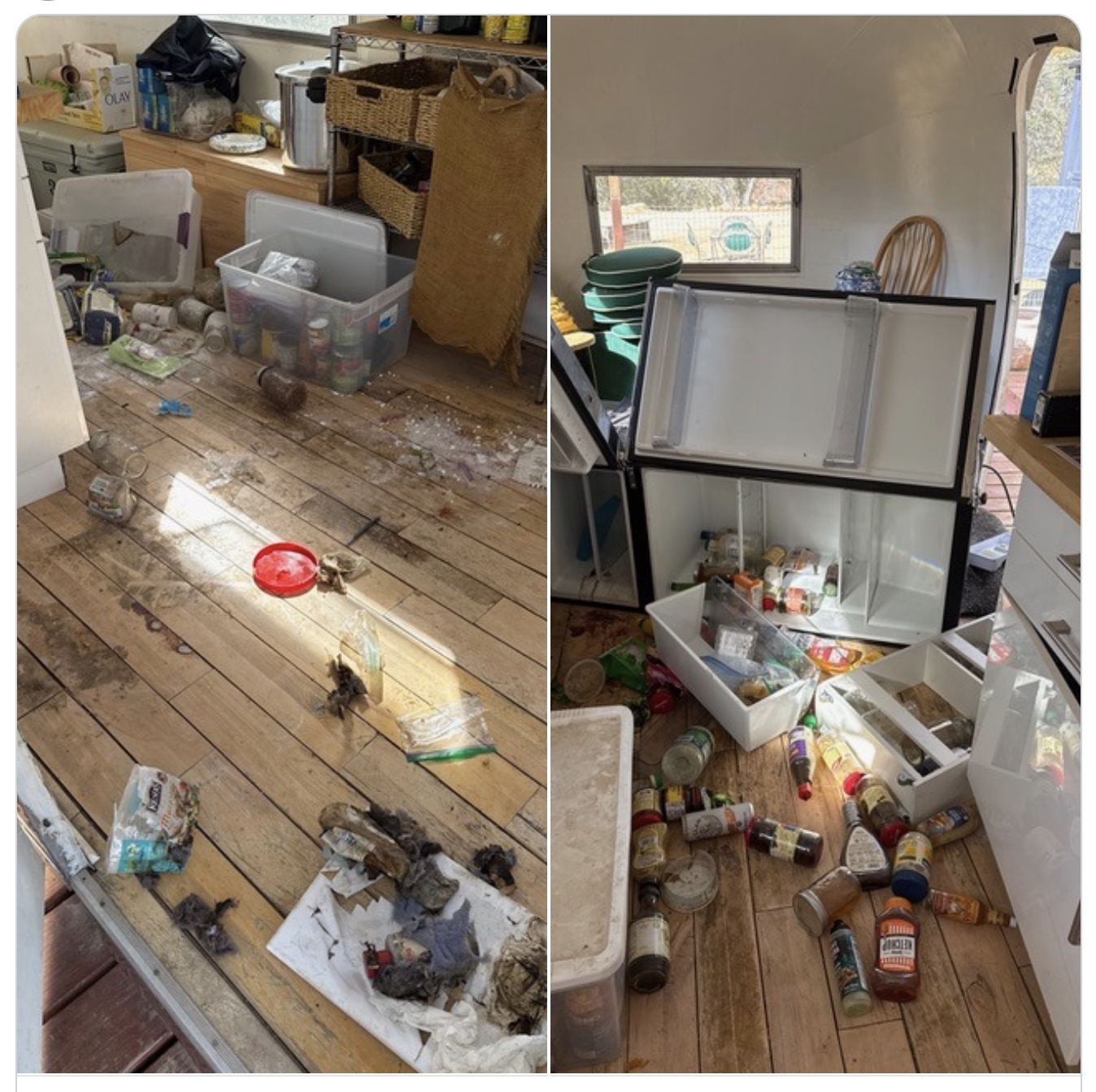 Bears Breaking into Homes and Damaging Property
